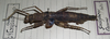 CollectionObject 1558166; 54fadc57-545c-41df-9825-76066ca61219: copyright MNHG, Geneva. female, lateral view (holotype). (CollectionObject).