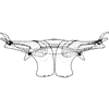 Abdomen, sternal apodemes, ventral view: !! display not done !! on Cicadula (Cicadula) quadripunctata (Villers, 1789): Abdomen, sternal apodemes, ventral view (male). (Observation).