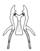 Connective on Chinchinota styx Kramer, 1967: Male holotype [USNM]: connective and styles, dorsal view. (Observation).