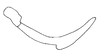 Stylus on Carapona eximia (DeLong & Freytag, 1975): Male: style, lateral view. (Observation).
