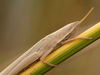 CollectionObject 1574025; 16a0b9e3-9b94-42b8-940e-76ffe60b1dc7: female (Albania, Divjakë-Karavasta NP). (CollectionObject).