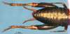 CollectionObject 1476765; 02787473-ee93-4d51-82d2-91ba58fb889e: male abdomen, dorsal view (holotype). (CollectionObject).