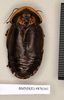 CollectionObject 1572962; 5e2cb6de-2879-4f08-a89f-97509aa8010d: Copyright Natural History Museum, London. Non-type (adult female) in BM(NH). Dorsal view. (CollectionObject).