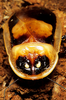 Lucihormetica fenestrata Zompro & Fritzsche, 1999: Copyright G. W. Beccaloni. Adult male reared by G. Beccaloni from nymph collected by A. Harman in decaying wood at Malocas Jungle Lodge, Rio Prato da Eva, Amazonas, Brazil. 12/viii/2003. (Otu).