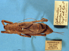 CollectionObject 1520527; 853580c5-9bac-43d1-9806-a026069a60e3: female, dorsal view. (CollectionObject).