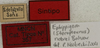 CollectionObject 1535934; 7564eb33-3608-43cc-805a-033be1400124: labels (syntype). (CollectionObject).