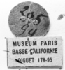 CollectionObject 1567380; a0422d7d-ede2-42a7-b4c4-4dff8e72e5b2: Image Carbonell, C.S. labels (paralectotype). (CollectionObject).