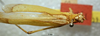 CollectionObject 1501729; 8b48c11e-f516-4a15-aeef-91b6f03c5d89: female, dorsal view (paralectotype). (CollectionObject).