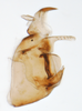Pygofer, lateral view on Delphacodes apicatus Beamer, 1948: (Observation).