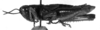 CollectionObject 1533435; e4f8e4d1-e9f3-4835-82fd-de4910e40be8: Image Carbonell, C.S. male, lateral view (holotype). (CollectionObject).