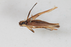 CollectionObject 2601998; b7bddda4-8193-4288-a96d-898299947a43: female, dorsal view (syntype). (CollectionObject).