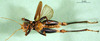 CollectionObject 1501108; 75fa8238-da35-4e3a-83da-73b53db306c1: male, ventral view (holotype). (CollectionObject).
