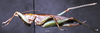 CollectionObject 1532848; b7348b81-d669-4f69-ab3d-4705a83334e4: female, lateral view (paralectotype). (CollectionObject).