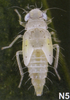 Live specimen: Nymph (N5). (Observation).
