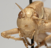 CollectionObject 1527092; ae1f098b-1048-4f8a-9c3e-401653cec50e: male face (holotype). (CollectionObject).