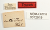 CollectionObject 1529893; NHRS NRMORTH 12919, 5b3e8108-06e9-4dcc-a840-e27d2c249c06: labels (holotype). (CollectionObject).