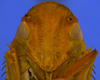 Head on Beltrana reticulata Gonçalves, Domahovski, Mejdalani & Takiya, 2021: Male holotype [USNM]: head, ventral view. (Observation).