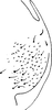 Pygofer, lateral view: Pygofer, lateral view. (Observation).