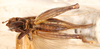 CollectionObject 1523682; 67da3785-dc28-4c80-87d3-3f7b2977fb99, ANSP1113: male, ventral view (holotype). (CollectionObject).