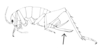 Ceuthophilus (Hemiudeopsylla) genicularis (Saussure & Pictet, 1897): Fig. 362. immature female, lateral view (Hemiudeopsylla forreriana). (Otu).