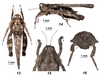 Gorochovitettix kannackiensis Storozhenko & Pushkar, 2015: Figures 13-16 (reproduced with permission). all photos from original description. (Otu).