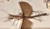 CollectionObject 1560107; 7d1b080d-7a82-463c-9605-b374e86a40cf: copyright OUMNH. male, lateral view (syntype). (CollectionObject).