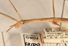 CollectionObject 1559635; 25dee358-f54f-42b4-9a3e-4094dbc8bfa4: copyright OUMNH. female: head & thorax, lateral view of synonym Bacillus aspericollis (holotype). (CollectionObject).