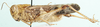 Oedaleus flavus flavus (Linnaeus, 1758): as O. flavus. male, lateral view. (Otu).