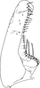 Subgenital plate, ventral view on Eterna Dworakowska, 2011: Subgenital plate (E. ramosa). (Observation).