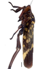 Habitus, dorsal view: !! display not done !! on Cicciana latreillei (Distant, 1908): Specimen from Parque Nacional do Itatiaia, Southeastern Brazil, by C. M. F. Silva 2014. (Observation).