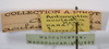 CollectionObject 1557084; 9f57a91c-979a-4fb3-8cf1-913c3e484d12: copyright ANSP. female, data labels (syntype). (CollectionObject).;CollectionObject 1557085; 226e9b18-2662-4031-b06a-ae31c71a0fda: copyright ANSP. female, data labels (syntype). (CollectionObject).