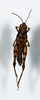 CollectionObject 1528788; 1f1ddd62-7b7b-4702-99b8-14122e6393e8: female, dorsal view (holotype). (CollectionObject).