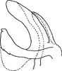 Aedeagus, lateral view on Arboridia (Arboridia) ribauti (Ossiannilsson, 1937): Aedeagus, lateral view. (Observation).