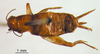 CollectionObject 1530867; 8fd8b968-69e5-4e59-a5a2-b202f828b72f: female, dorsal view (paratype). (CollectionObject).