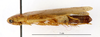 CollectionObject 1587764; MNHN(SF IMPORT DUPLICATE) MNHN-EP-EP1767, b71a36bb-62e1-4f33-8ee3-fa22742a55df: CC BY-NC-ND 4.0/MNHN - Depraetere Marion - 2014. Paratype, female, of armata Princis, 1963. Specimen number: MNHN-EP-EP1767. http://coldb.mnhn.fr/catalognumber/mnhn/ep/ep1767. (CollectionObject).