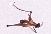 CollectionObject 1544480; 2f9bbd4f-2d18-4a0d-b2a4-67ac9bac1a5d: male, body dorsal view (holotype). (CollectionObject).