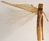 CollectionObject 1534635; b871045d-3acb-4217-ae93-fd93005a1654: male, dorsal view (holotype). (CollectionObject).