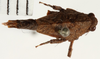 CollectionObject 1529881; NHRS 9355, 531afcd4-50c1-4248-ba1a-43888e3e7aee: female, dorsal view (holotype). (CollectionObject).