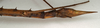 CollectionObject 1557229; NMW 710, f8bca9c9-5d03-41ed-b332-0957540aa79c: copyright NMW, Vienna. female: end of abdomen, lateral view (holotype). (CollectionObject).