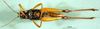 CollectionObject 1542437; 49be18e8-622d-4ea4-bc2e-ded9b3d08a92: female, ventral view (paratype of Paracoptacra sjöstedti). (CollectionObject).