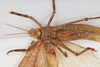 CollectionObject 1505723; 27ffbcd4-93cb-4900-9837-2677ce18f56c: male, ventral view (syntype). (CollectionObject).