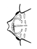Maculiparia guyanensis Carbonell, 2002: Fig. 57. female fastigium, dorsal view. (Otu).
