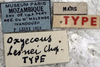 CollectionObject 1539803; 7c60f6b2-ddec-491c-b721-52ccf9c8a16e, MNHN-EO-ENSIF801: labels (holotype). (CollectionObject).