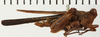CollectionObject 1573286; NHRS NRM-ORTH 12995, 70792e2b-5f53-43f1-9059-bb1be7a71310: female, lateral view (syntype). (CollectionObject).