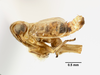 Habitus, lateral view: (Observation).