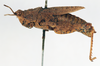 CollectionObject 1572723; a02e75f9-cc32-4b58-87bb-129bc75496bc: female, lateral view (syntype of Ommexecha lugubris). (CollectionObject).