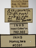 Other on Athysanella (Amphipyga) rubicunda Ball & Beamer, 1940: Labels. (Observation).