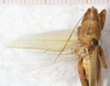 CollectionObject 1531606; NMW 6991, cb984fdc-8eca-4f25-8b5a-d85c179f72a1: male, dorsal view (holotype). (CollectionObject).