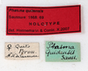 CollectionObject 1561456; 210b211b-1ca0-4b94-8d3e-219cefd491d5: copyright MHNG Geneva. female, data labels (holotype). (CollectionObject).