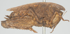 CollectionObject 1577331; 197d1cdc-70da-4fd1-91ef-fd4e837de2ba: female, lateral view (paratype). (CollectionObject).